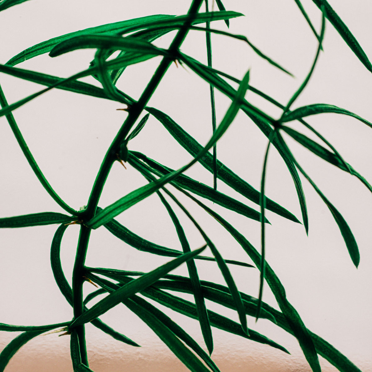 Théophile Berthon Plantes Immergées herbarium asparagus vert