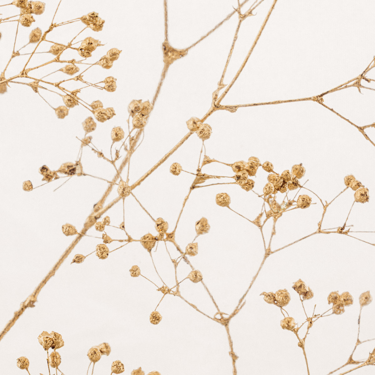 Théophile Berthon Herbarium XL gypsophile or 3L plante immergée