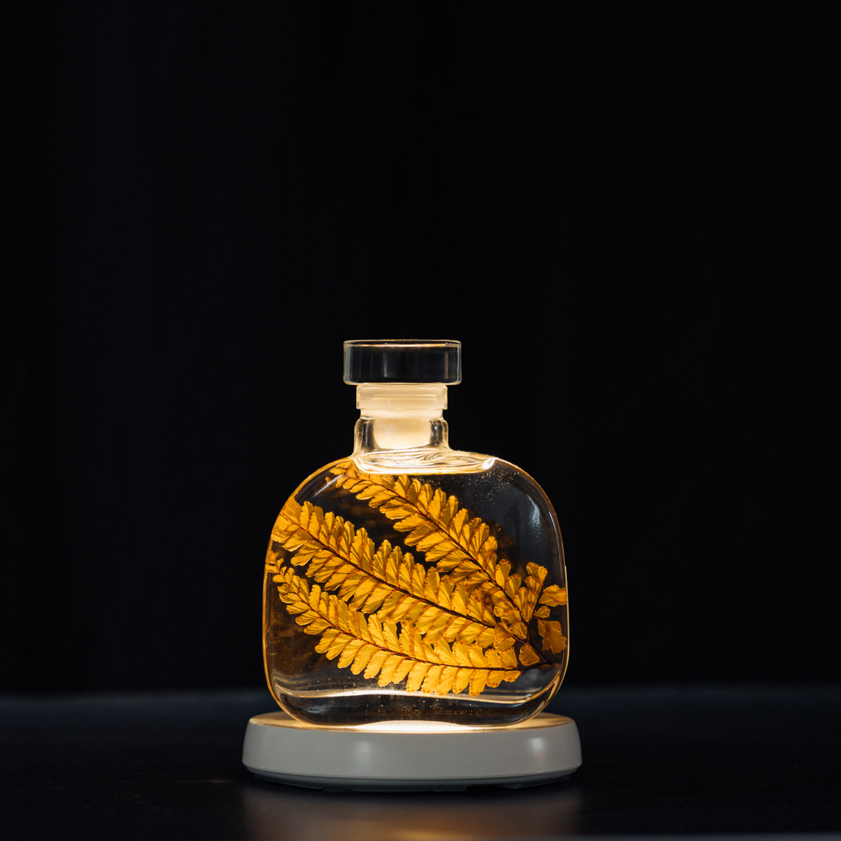 THEOPHILE BERTHON Herbarium Signature Felci Ambre plante