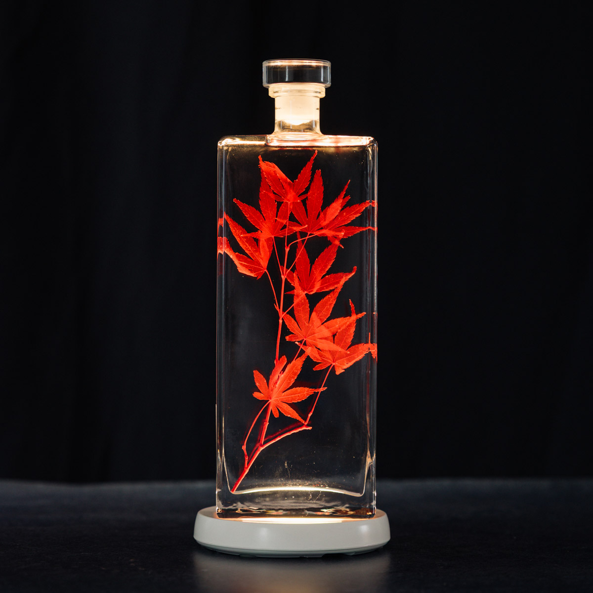 Théophile Berthon Plantes Immergées herbarium érable rouge flacon