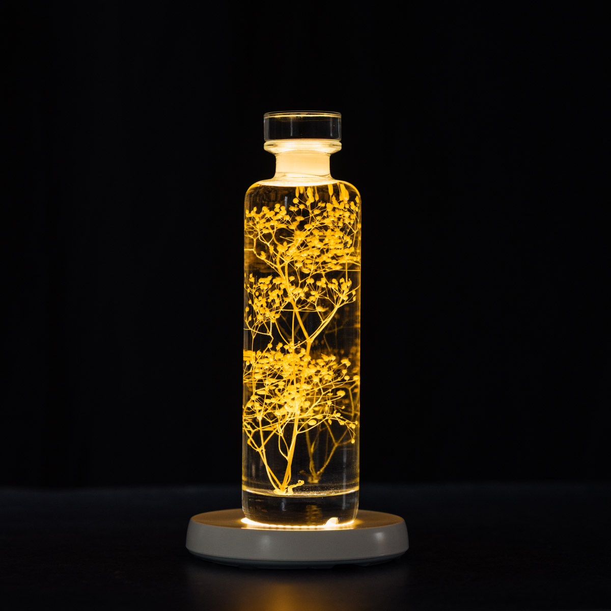 THEOPHILE BERTHON Herbarium Gypsophile Safran plante immergée safran