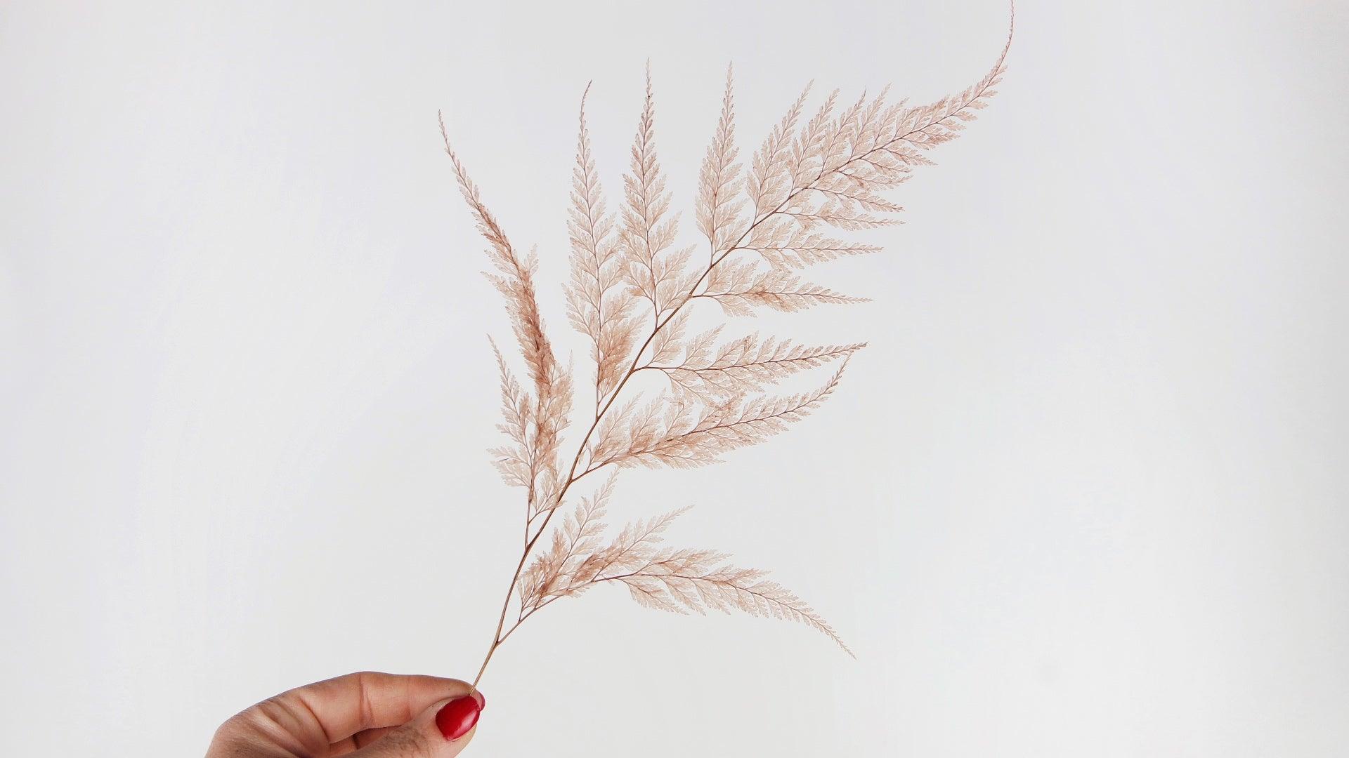 Théophile Berthon Plantes Immergées Capsule Signature Flocon Blush herbier