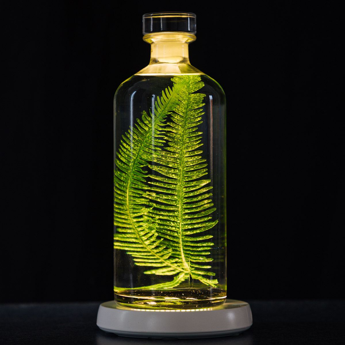 Théophile Berthon Herbarium XL fougère montagnes vertes 3L plante