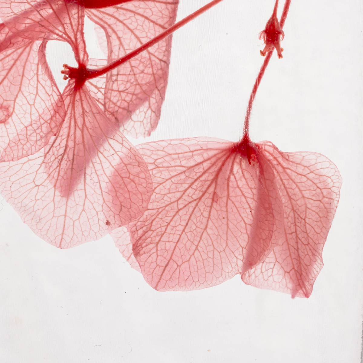 THEOPHILE BERTHON Plantes Immergées herbarium hortensia rose