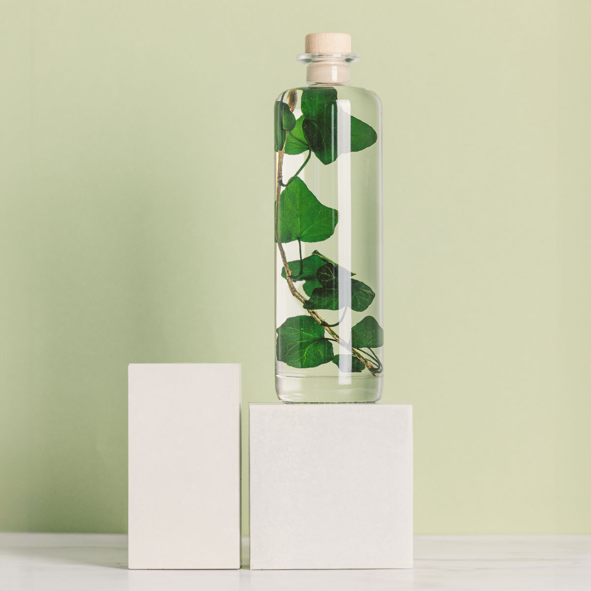 THEOPHILE BERTHON Lierre Hélix plante immergée déco
