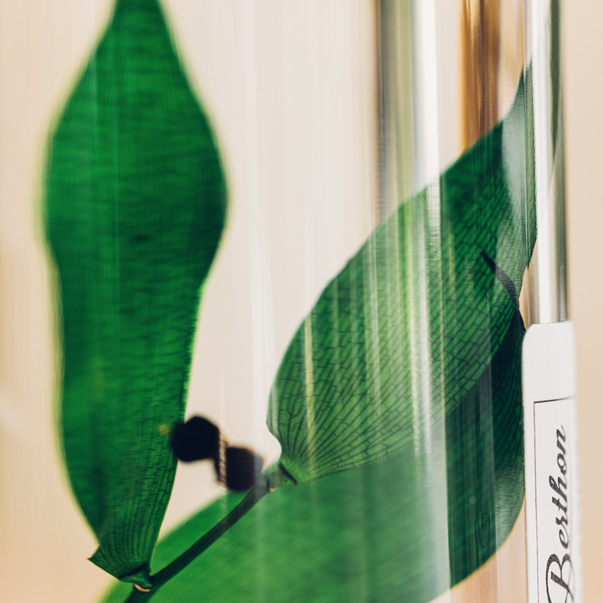 Theophile Berthon Plantes Immergées Herbarium Ruscus vert plante