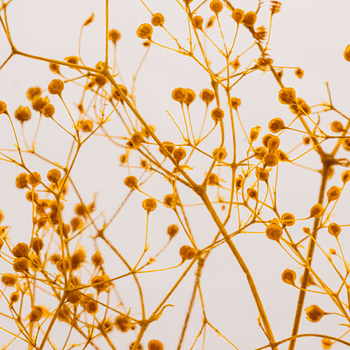 Théophile Berthon Herbarium Gypsophile Safran plante immergée jaune