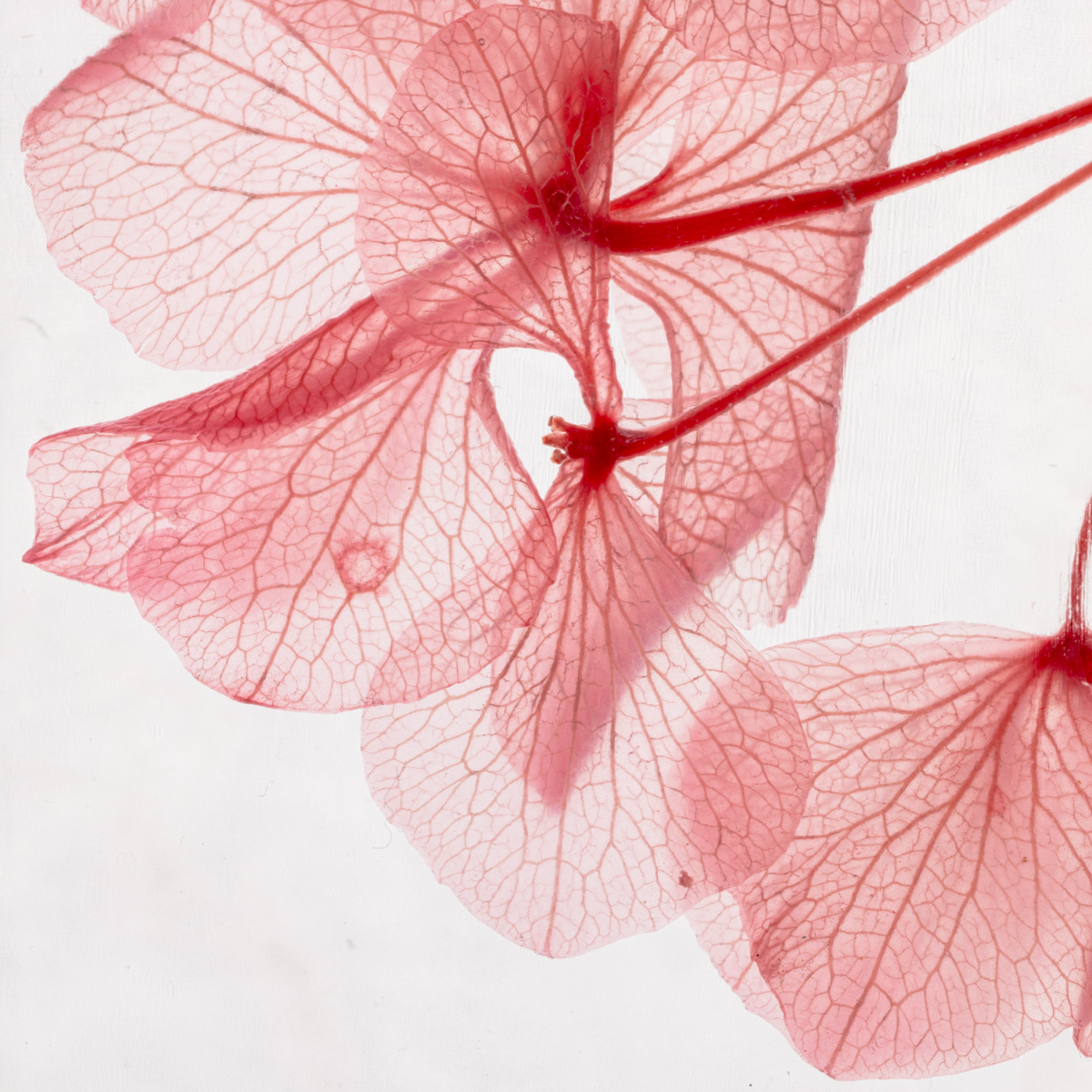 THEOPHILE BERTHON Plantes Immergées herbarium hortensia rose