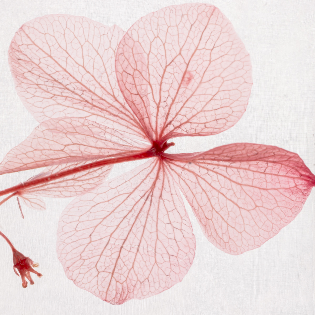 THEOPHILE BERTHON Plantes Immergées herbarium hortensia rose