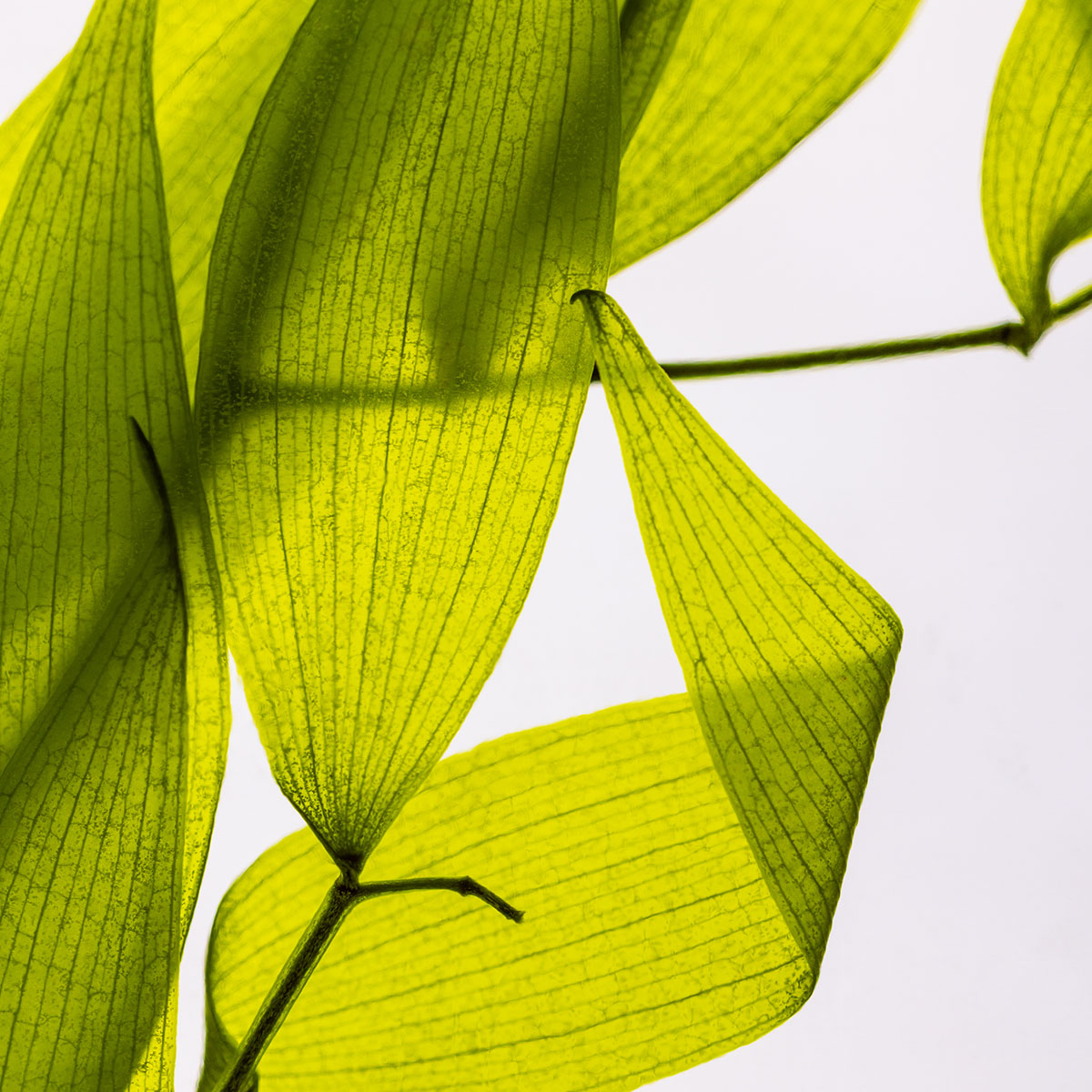 Théophile Berthon Herbarium Ruscus Italien Plante Vert Tilleul
