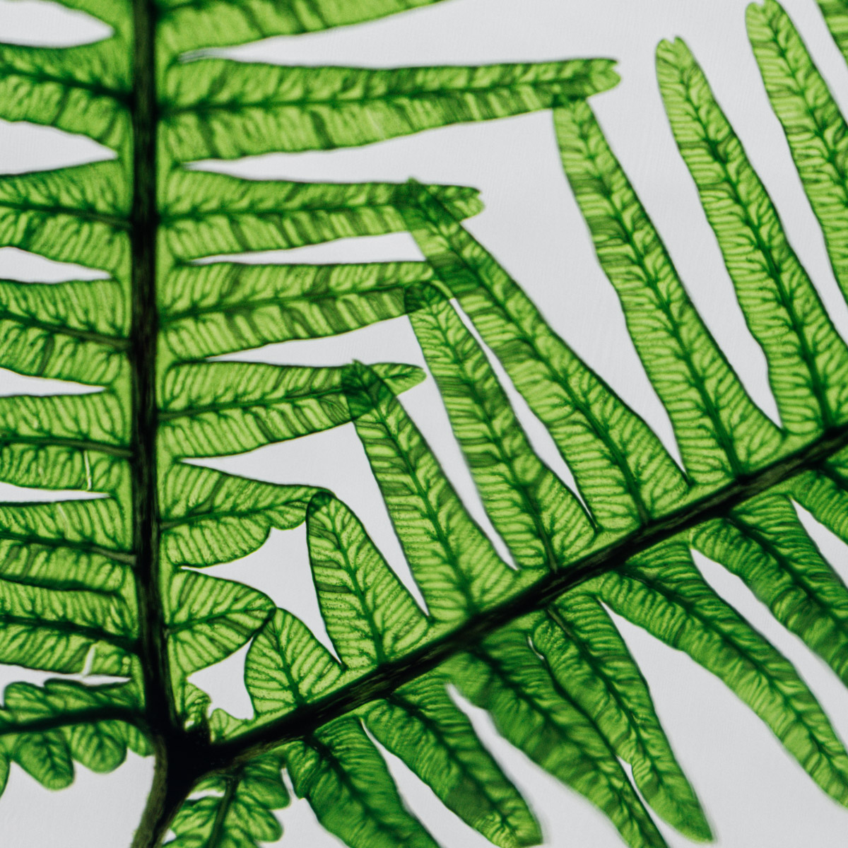 Théophile Berthon Herbarium plante immergée fougère montagnes