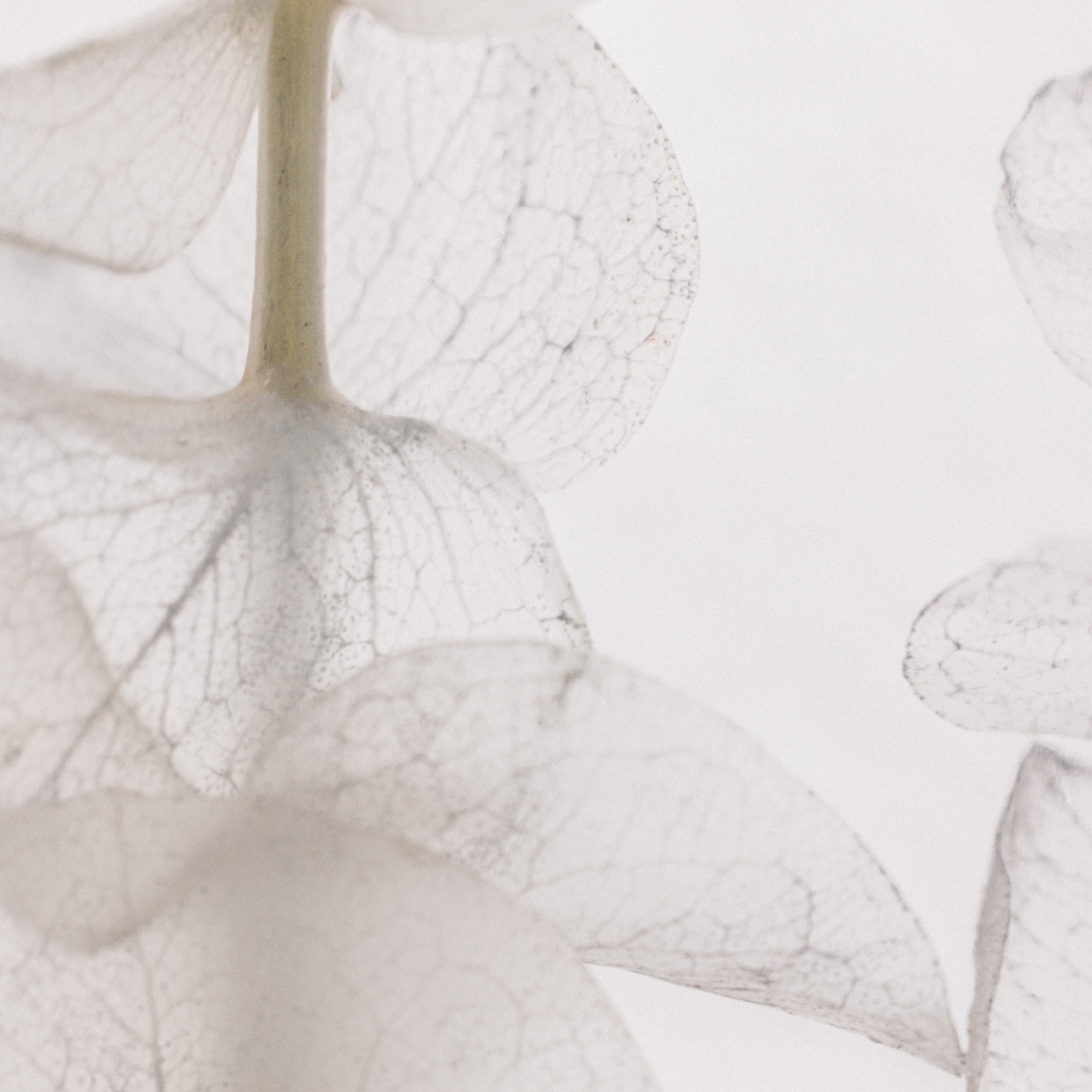Theophile Berthon Plantes Immergées Herbarium Eucalyptus blanc