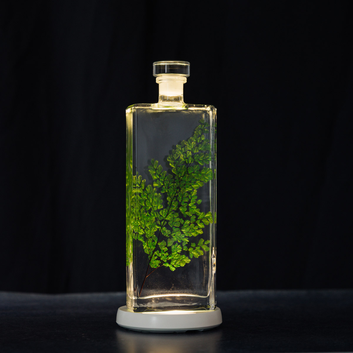 Théophile Herbarium Luthi Verte capsule plante immergée déco