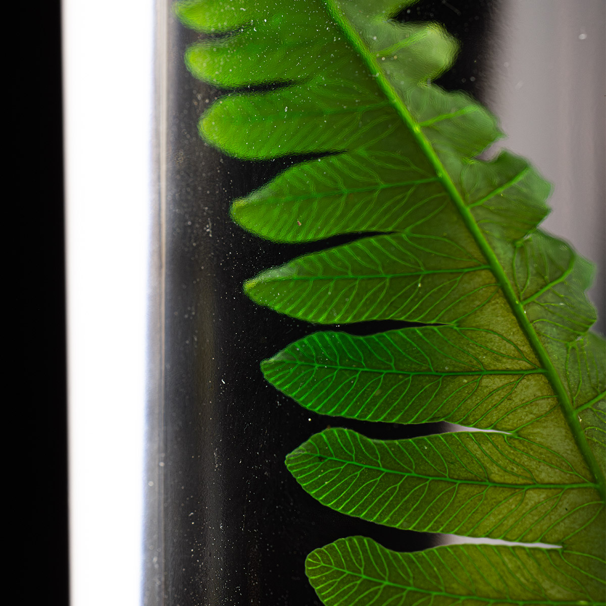 Theophile Berthon Herbarium Argyrea fougère plante immergée