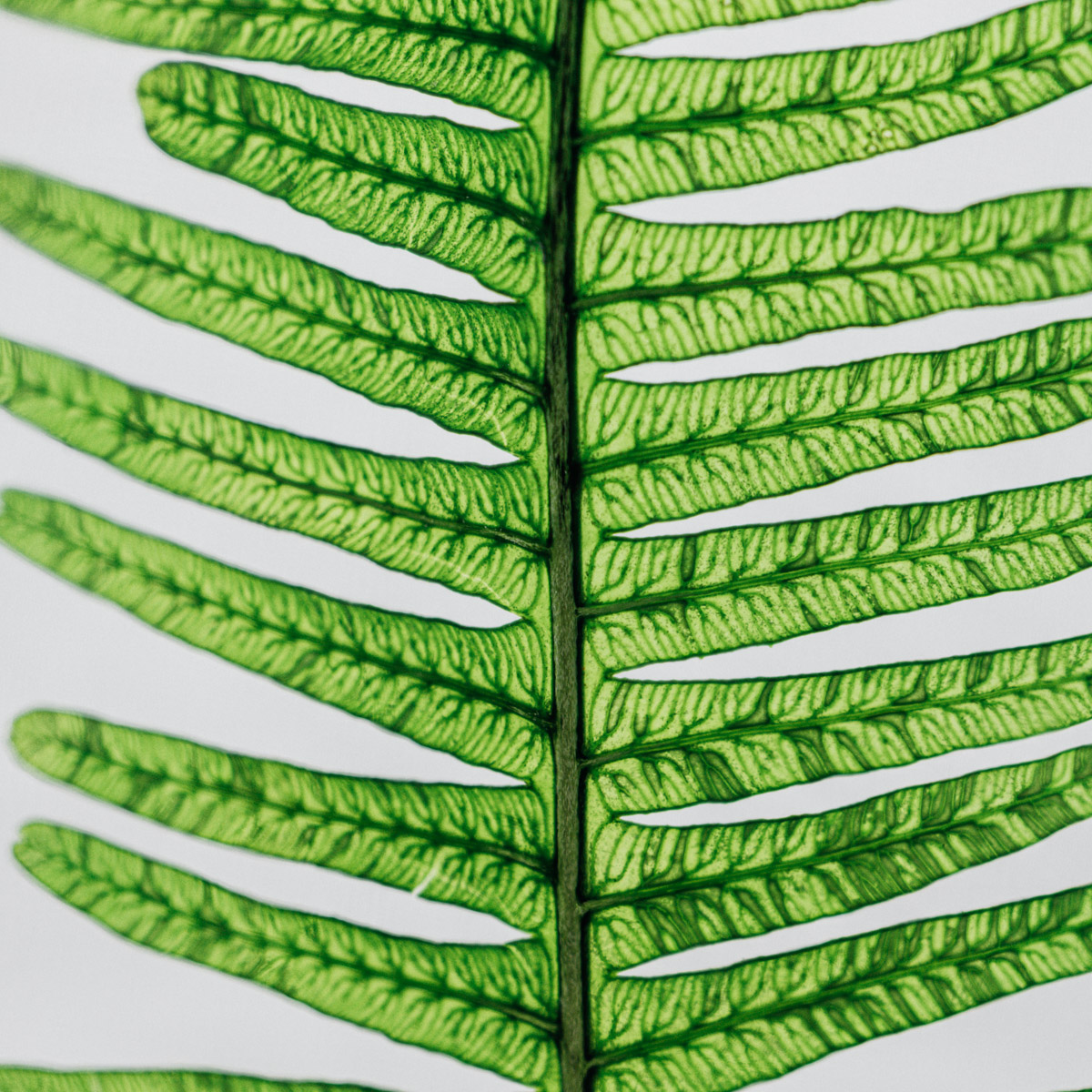 THEOPHILE BERTHON Herbarium Fougère des montagnes plante immergée