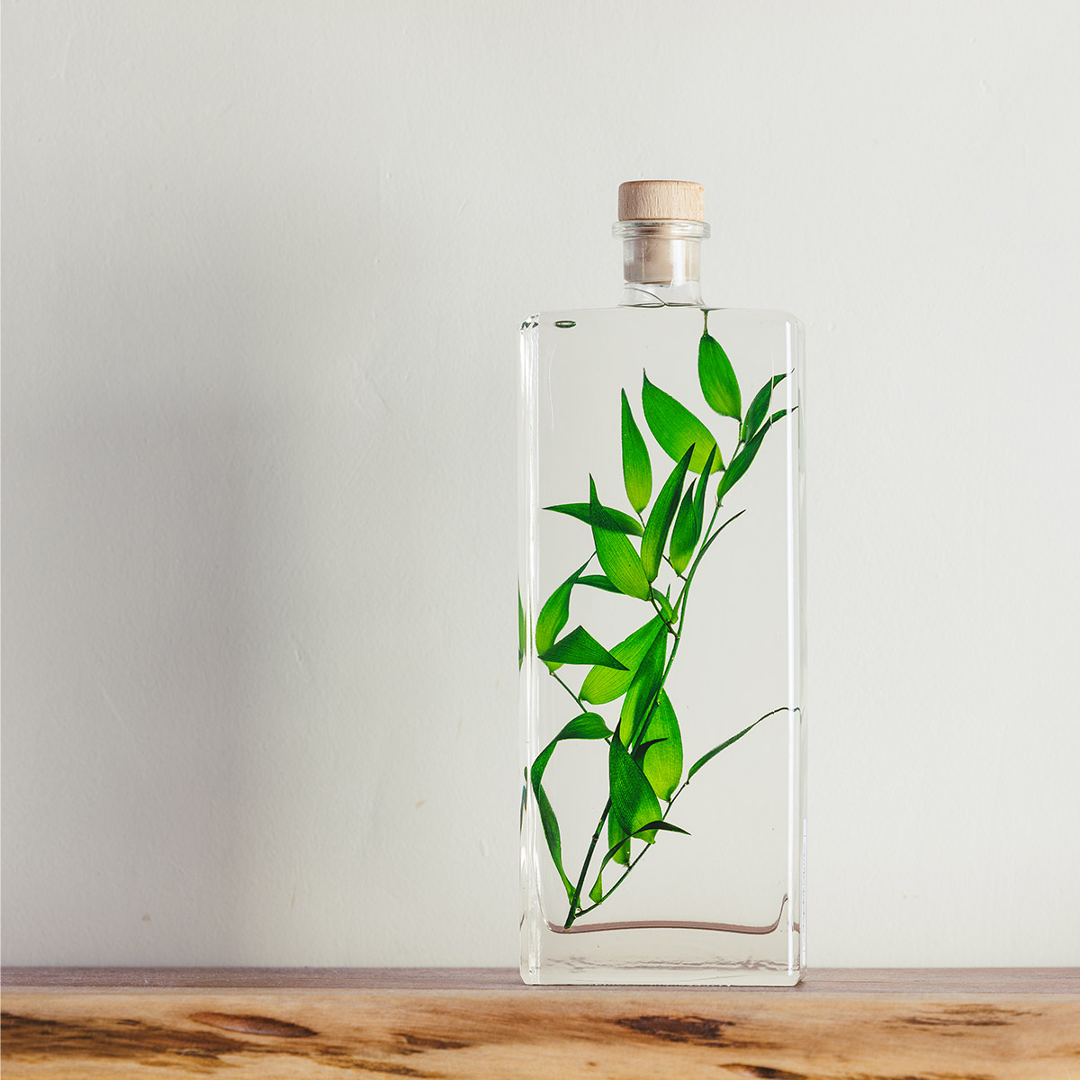 Theophile Berthon Plantes Immergées Herbarium Ruscus vert plante