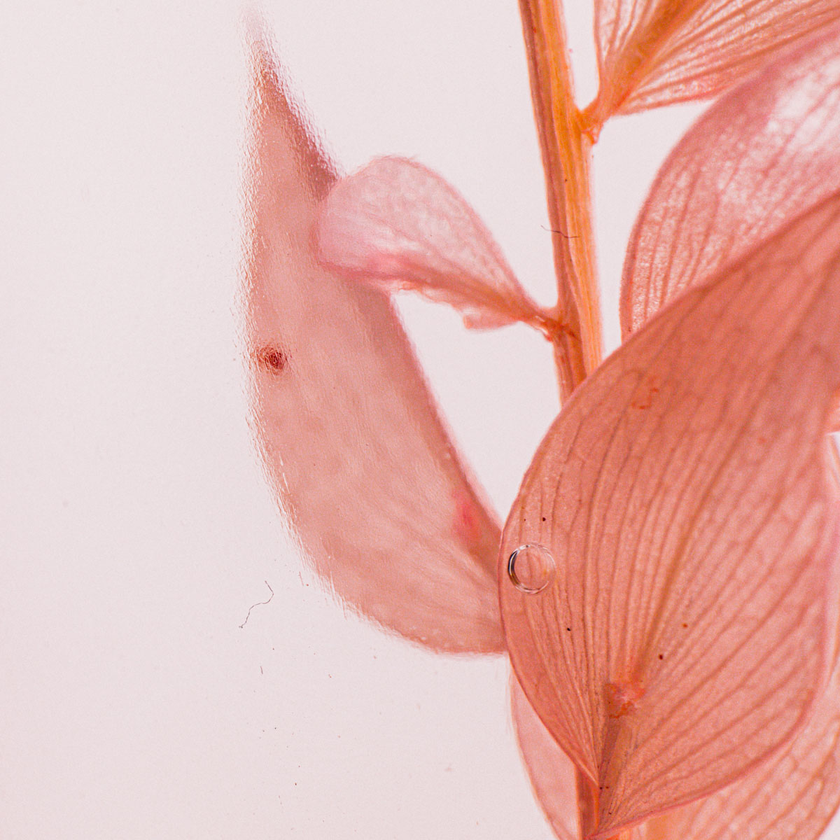 Théophile Berthon Herbarium H10 plante immergée triptyque eucalyptus violet
