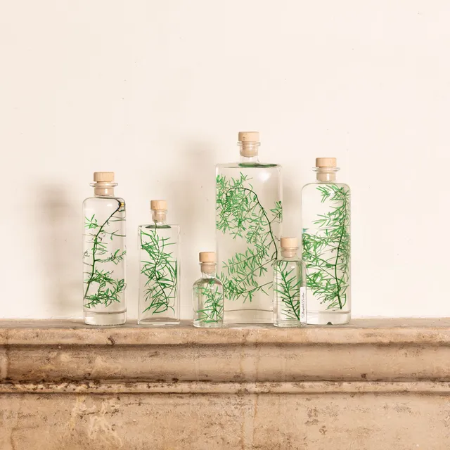 Théophile Berthon Plantes Immergées herbarium asparagus vert