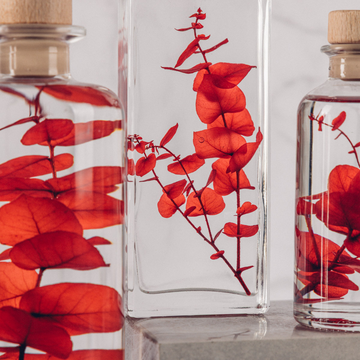Théophile Berthon Herbarium plante immergée eucalyptus rouge