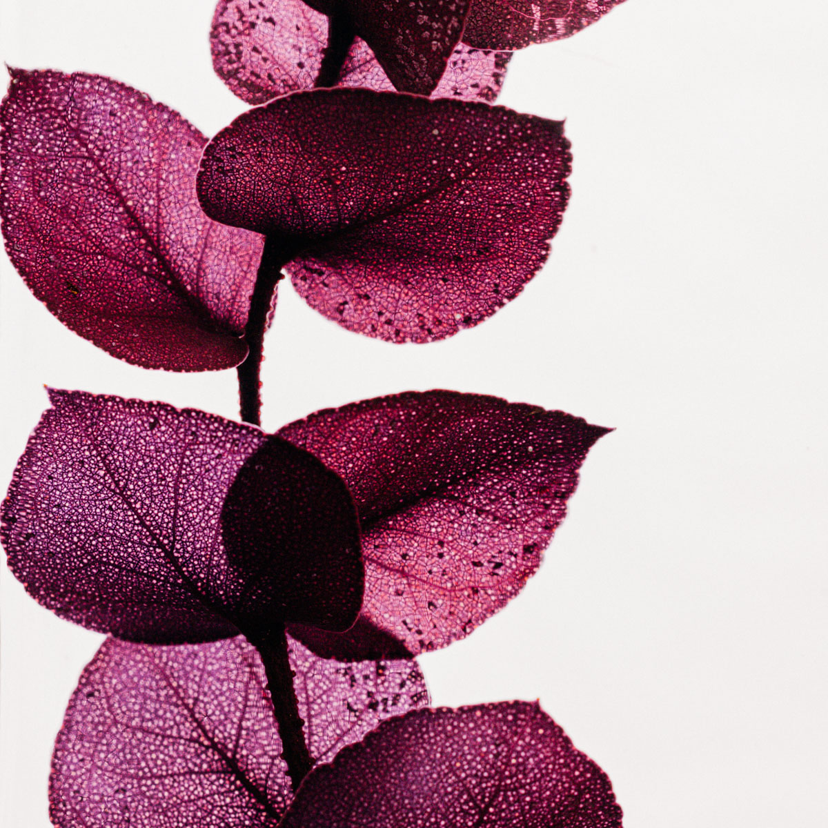 THEOPHILE BERTHON Eucalyptus violet plante immergée déco