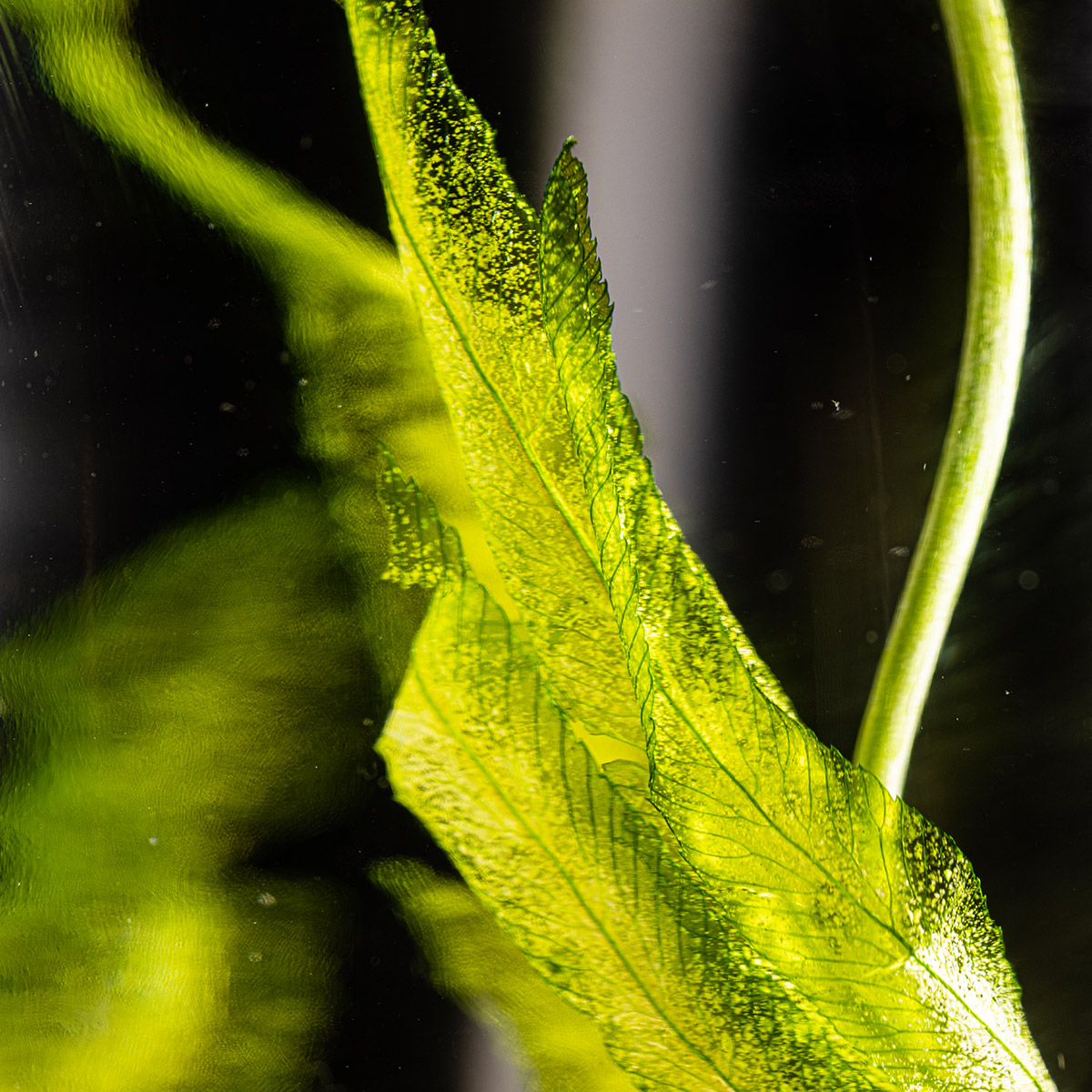 Théophile Berthon Herbarium Algue Aquatique Plante Immergée Verte