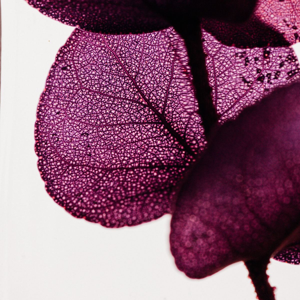 THEOPHILE BERTHON Eucalyptus violet plante immergée déco