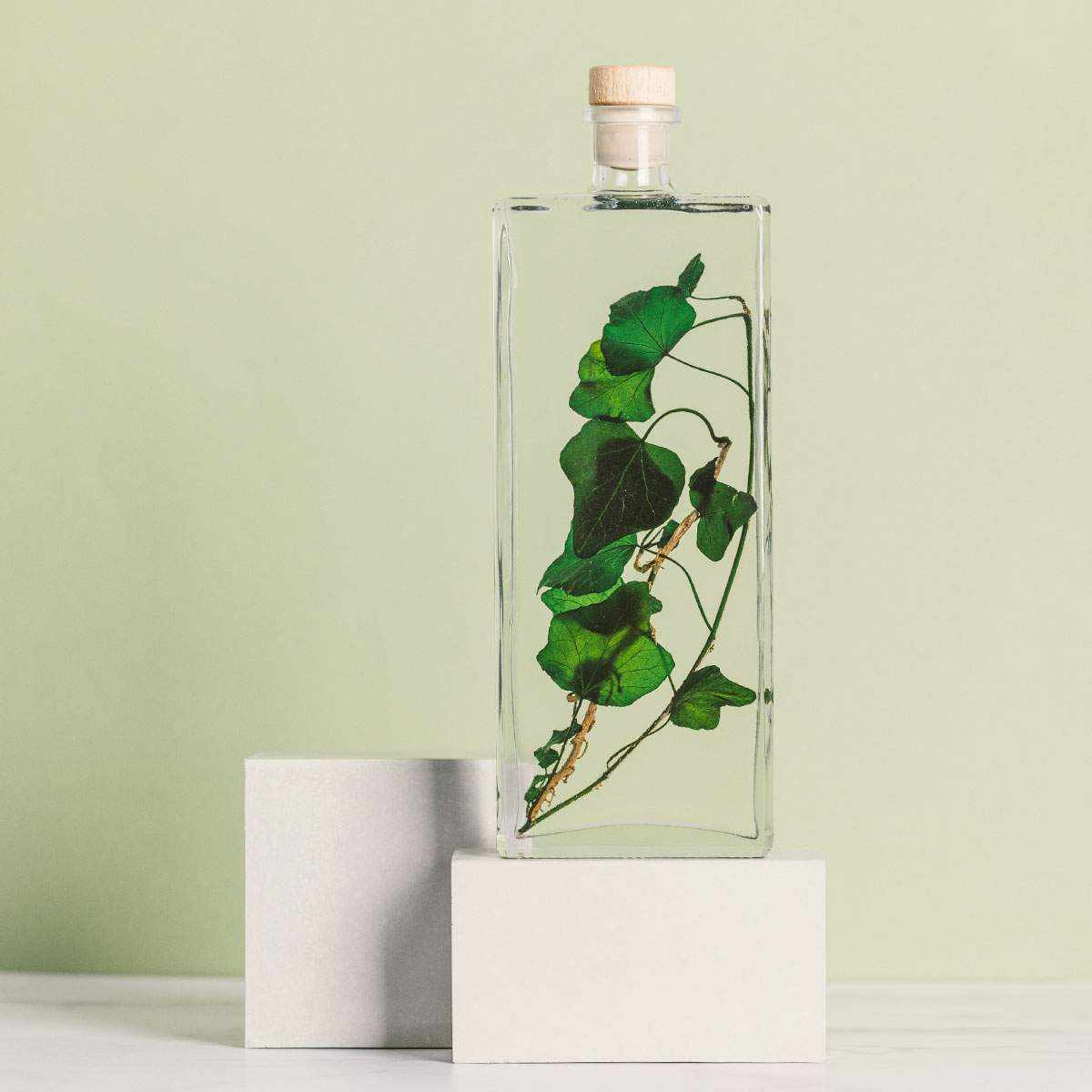 THEOPHILE BERTHON Lierre Hélix plante immergée déco