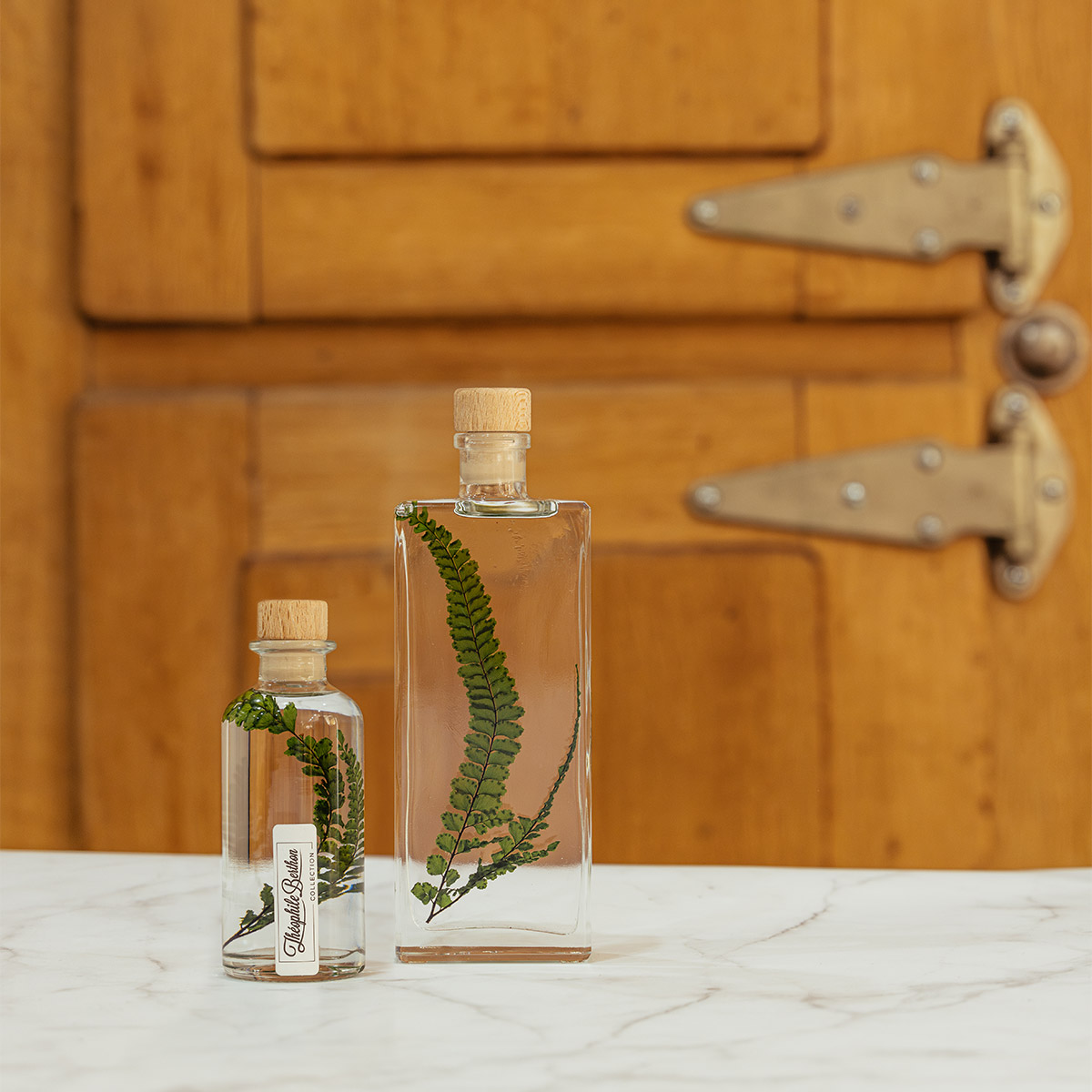 Théophile Berthon Herbarium fougère felci verte plante immergée
