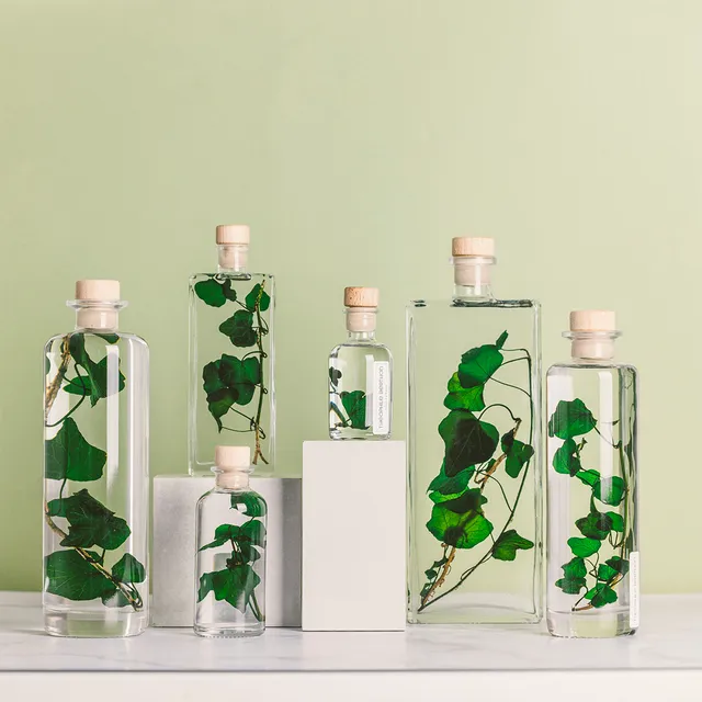 THEOPHILE BERTHON Lierre Hélix plante immergée déco