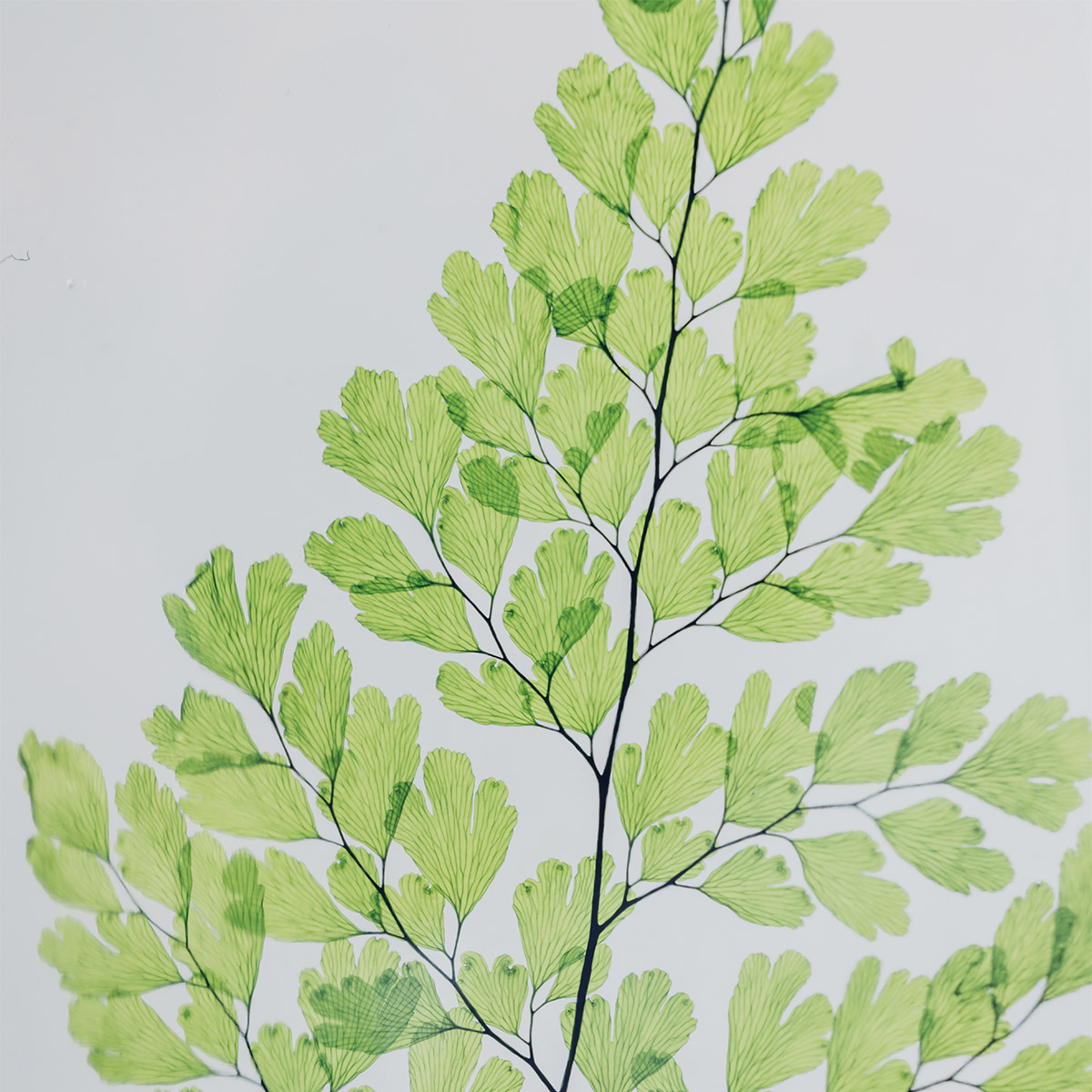 Théophile Berthon Triptyque Herbarium 3 plantes immergées