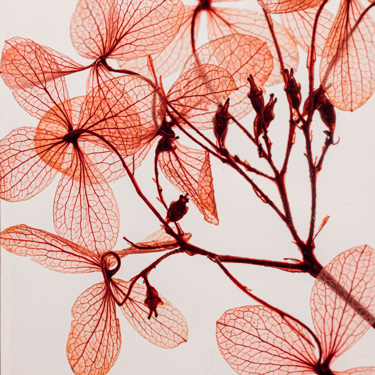 Théophile Berthon Hortensia Peegee fleur immergée rouge
