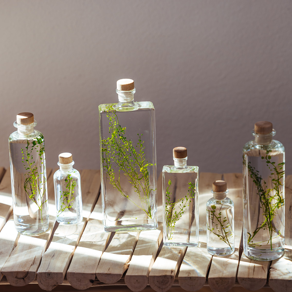 Théophile Herbarium Lepidium Vert plante immergée déco
