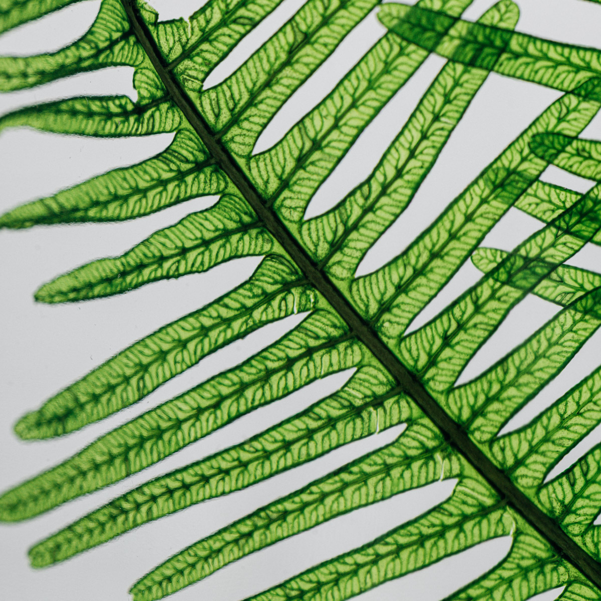 Théophile Berthon Herbarium XL fougère montagnes vertes 3L plante