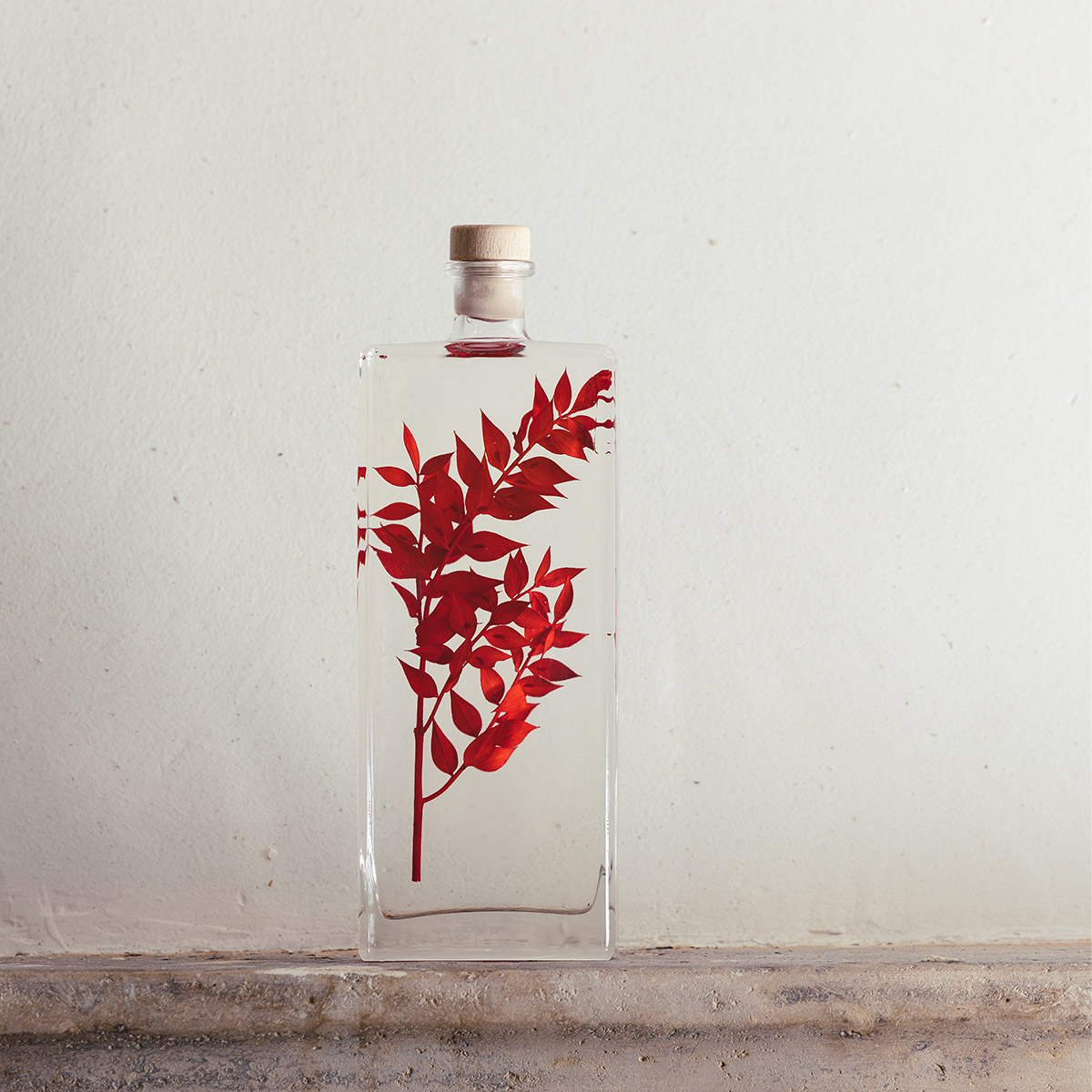 Théophile Berthon Herbarium Ruscus rouge plante immergée