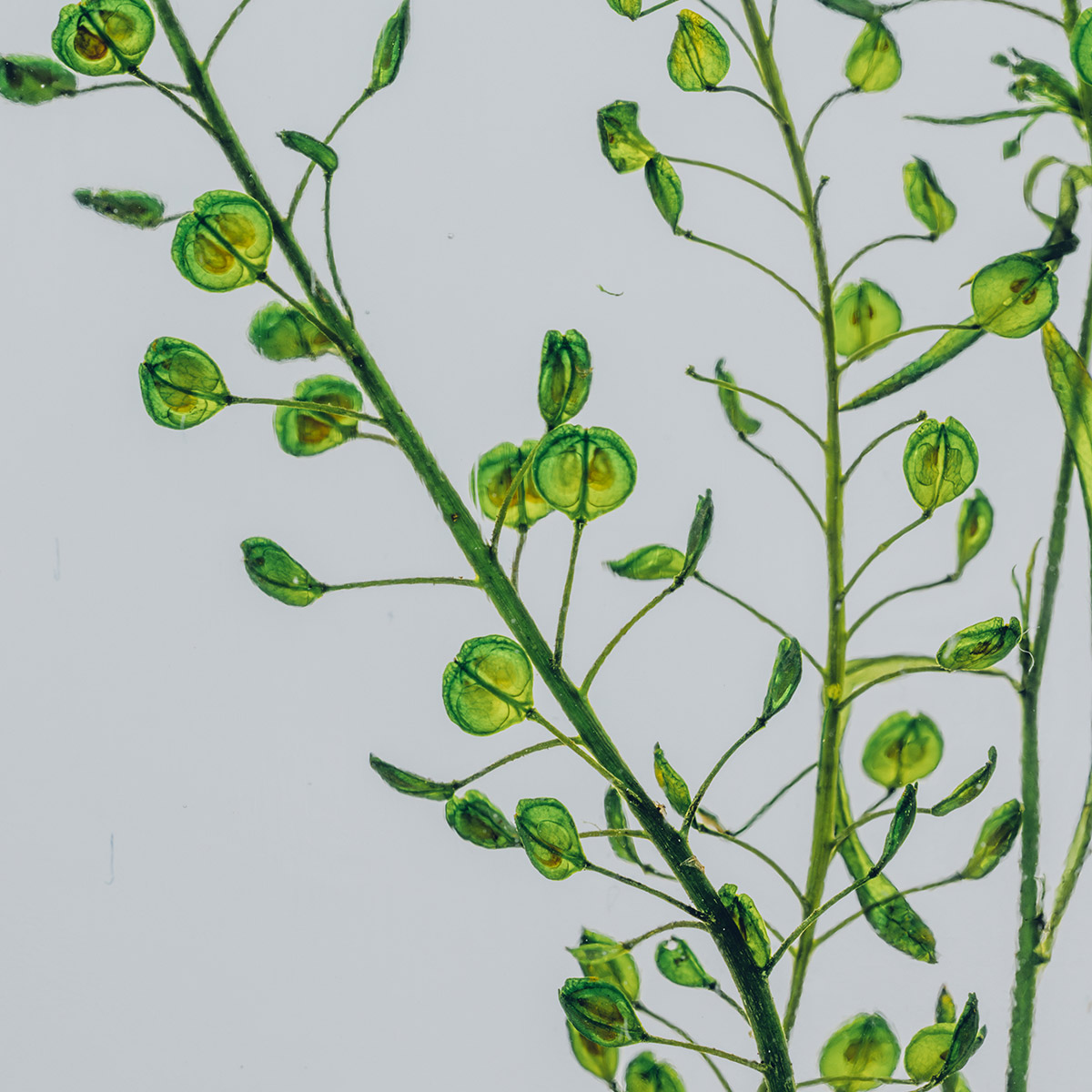 Théophile Herbarium Lepidium Vert plante immergée déco