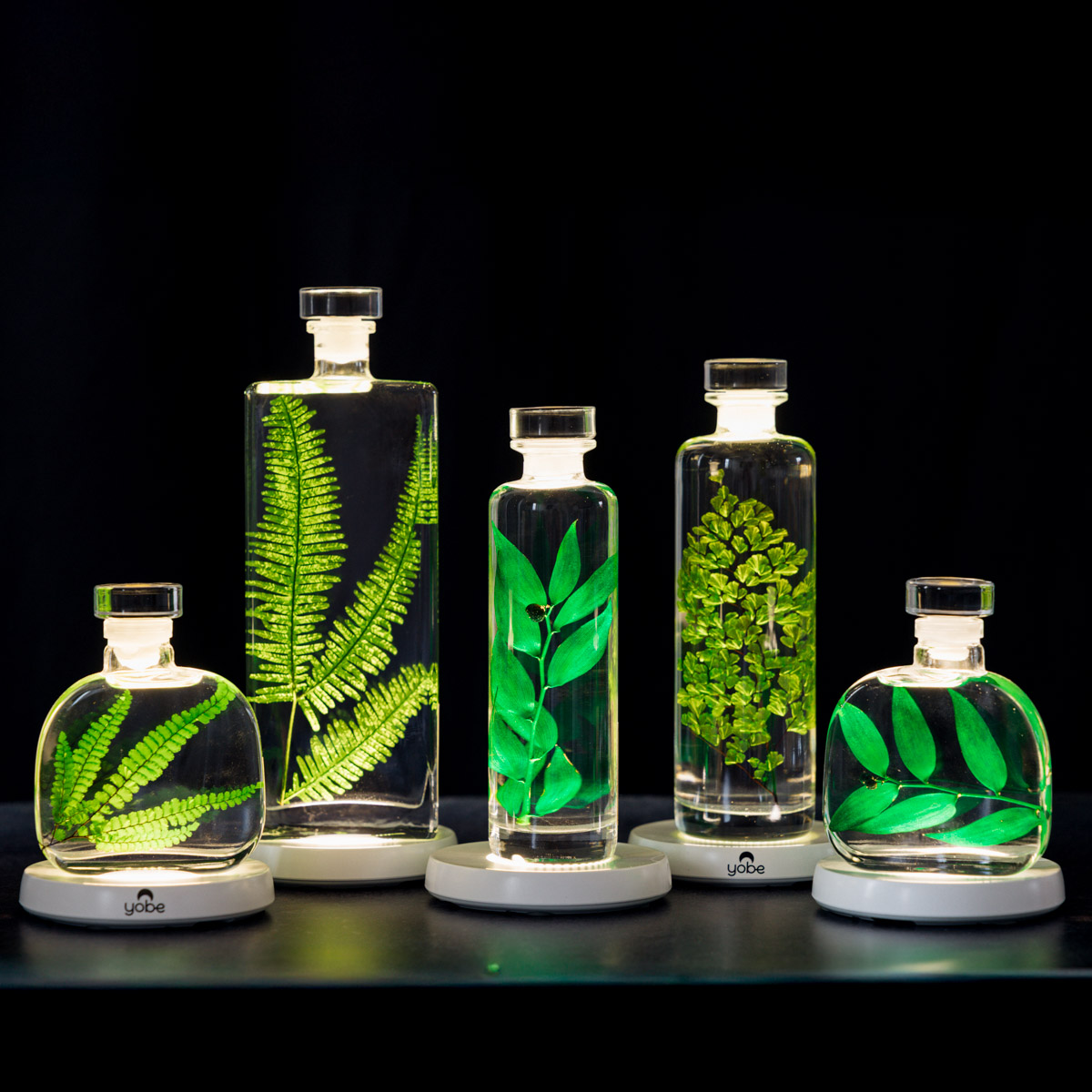 Théophile Berthon Felci Verte plante immergée signature