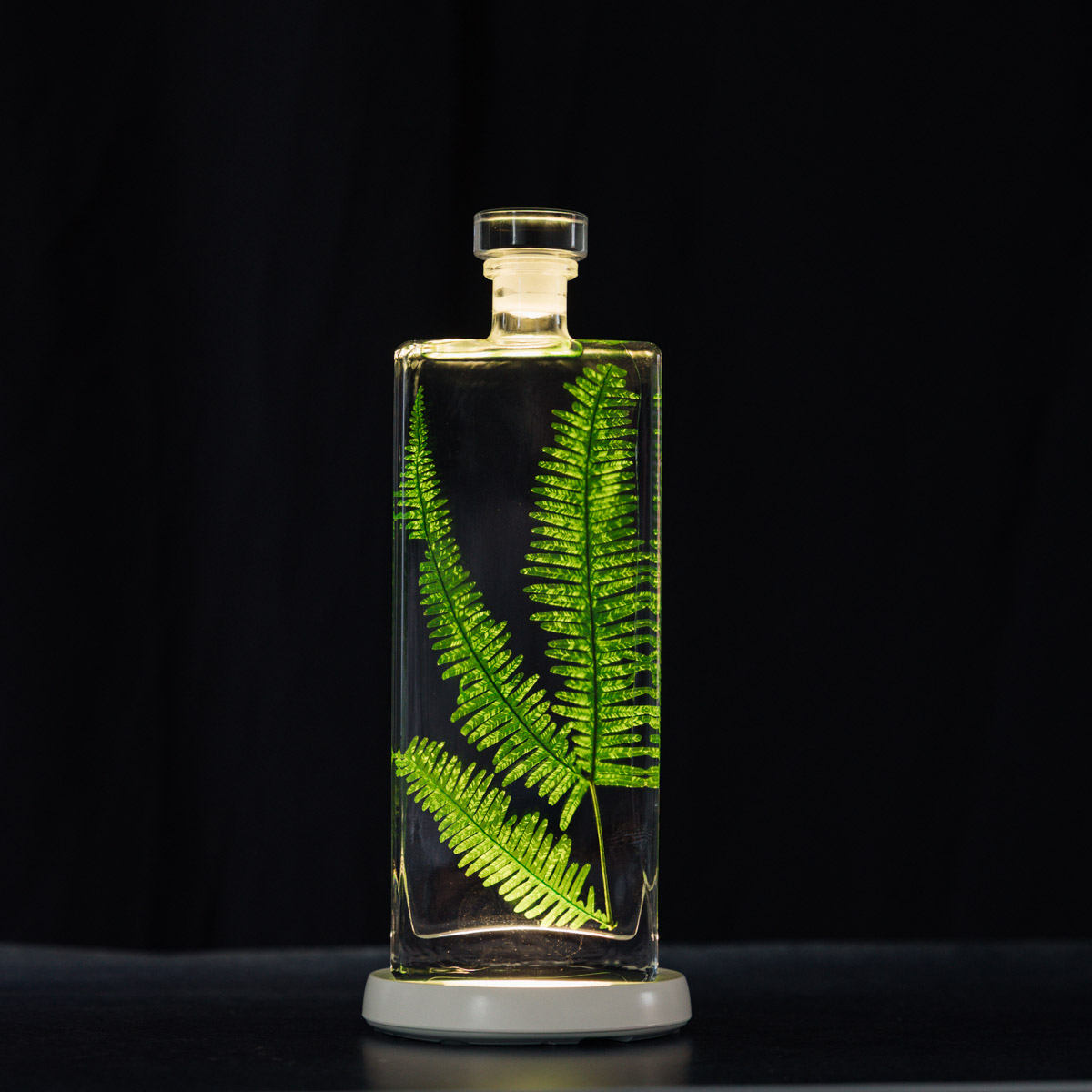 THEOPHILE BERTHON Herbarium Fougère des montagnes plante immergée