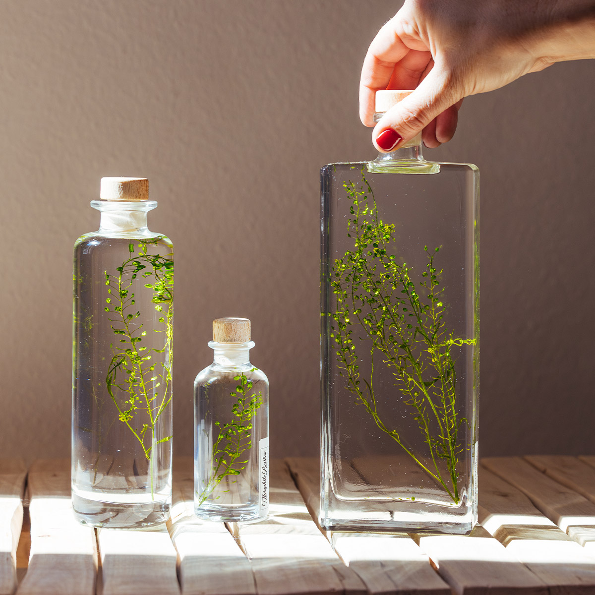 Théophile Herbarium Lepidium Vert plante immergée déco