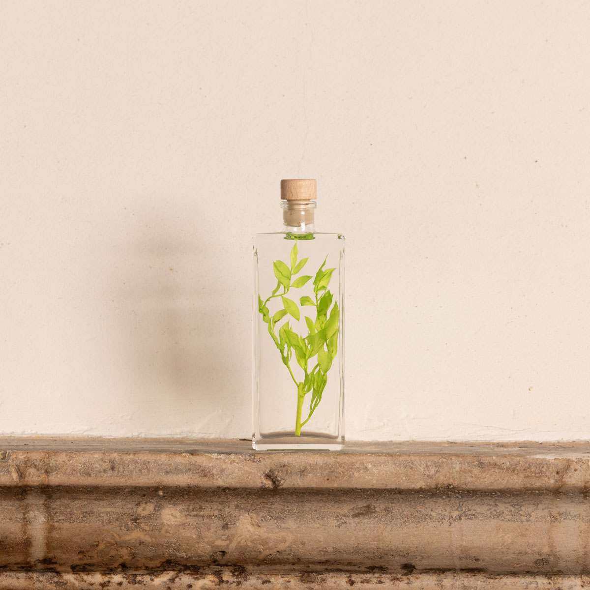 THEOPHILE BERTHON Herbarium Ruscus vert acidulé plante immergée