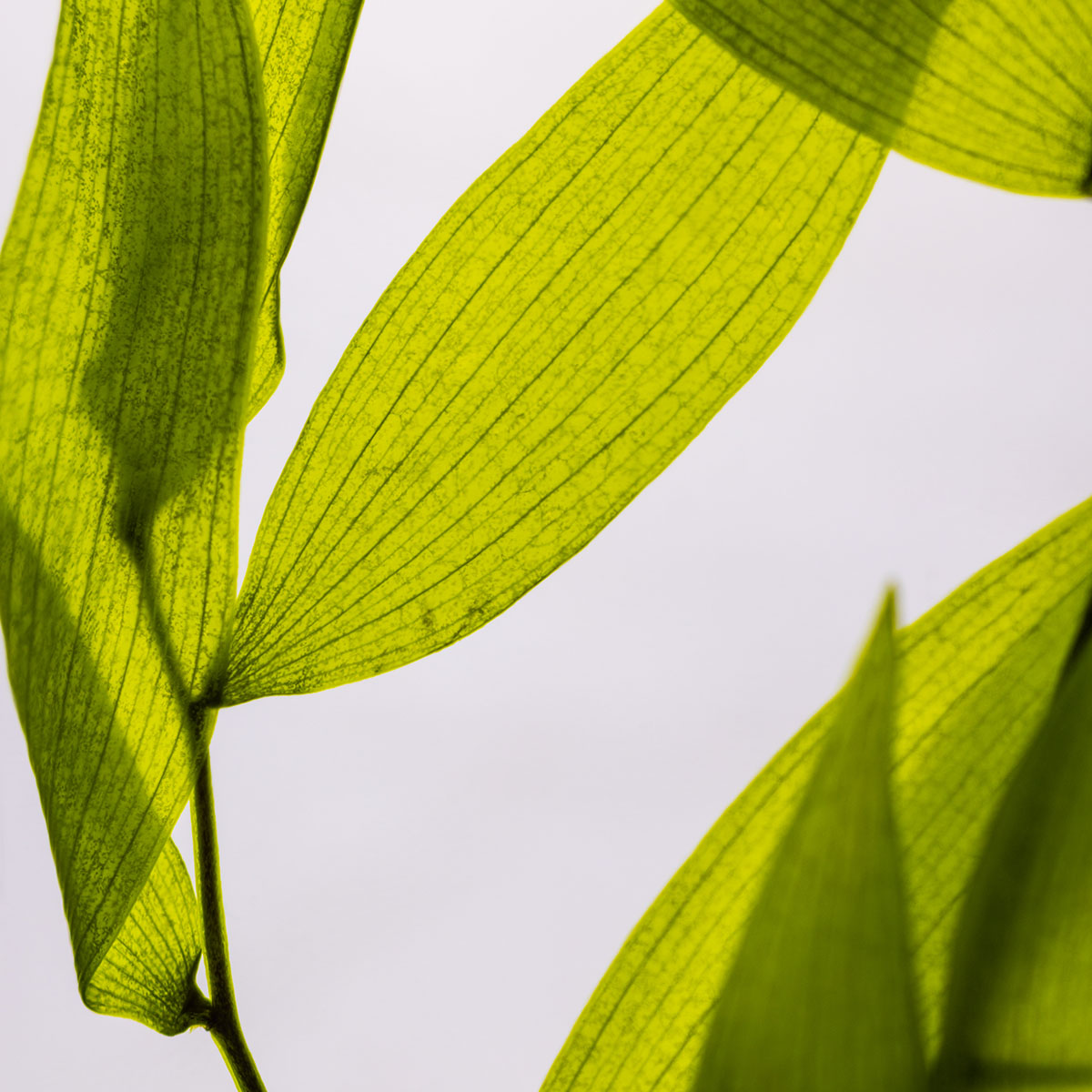 Théophile Berthon Herbarium Ruscus Italien Plante Vert Tilleul