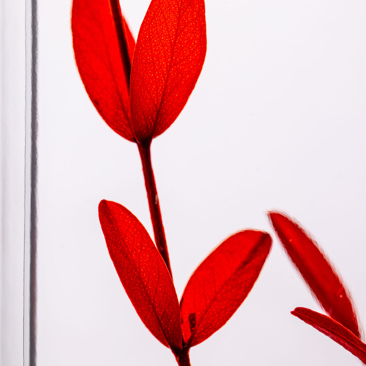 Théophile Berthon Eucalyptus Parvifolia plante immergée rouge grenat