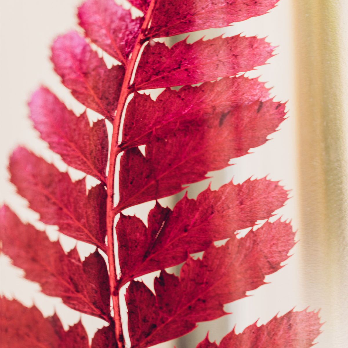 Théophile Berthon Herbarium Rumohra Rouge Plante Immergée