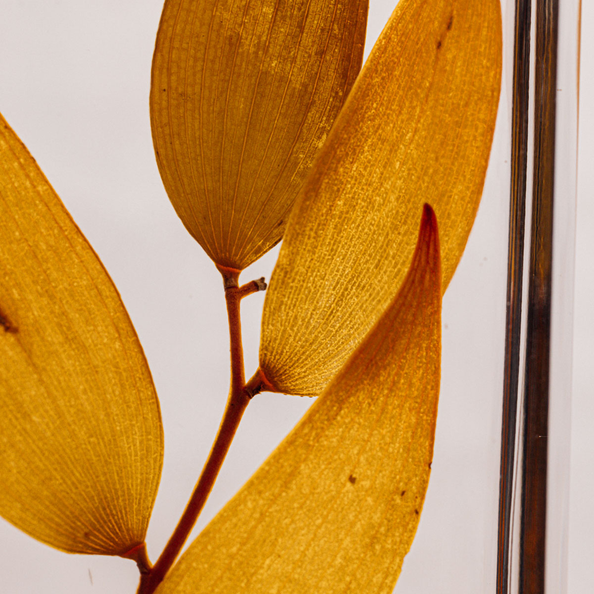 Théophile Berthon Herbarium ruscus automnal plante immergée