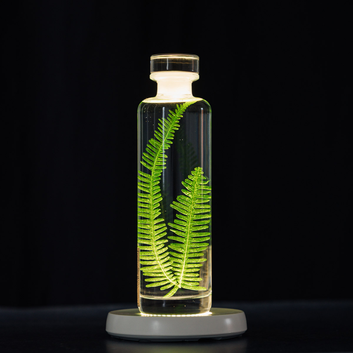 THEOPHILE BERTHON Herbarium Fougère des montagnes plante immergée