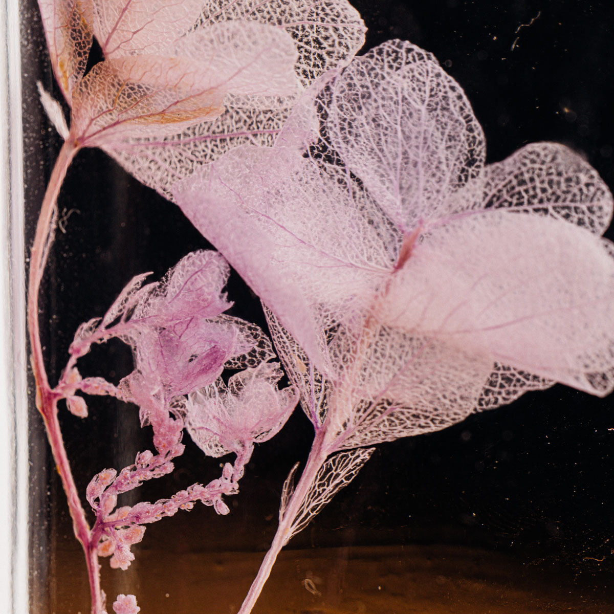 THEOPHILE BERTHON Triptyque Herbarium H10 3 plantes immergées