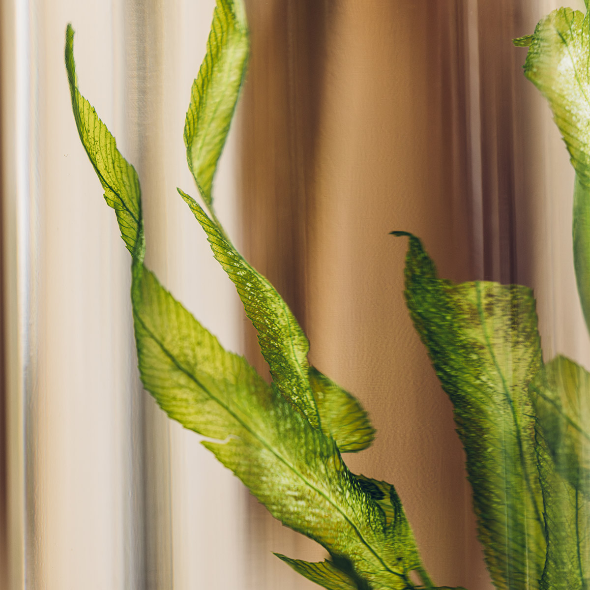 Théophile Berthon Herbarium Algue Aquatique Plante Immergée Verte