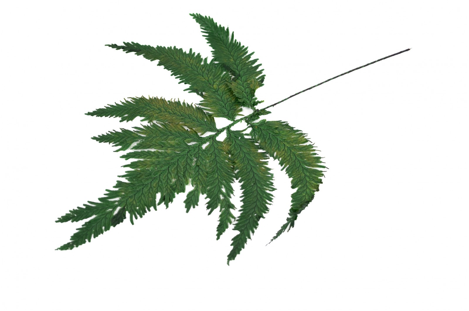 Théophile Berthon Herbarium XL plante immergée fougère 3L