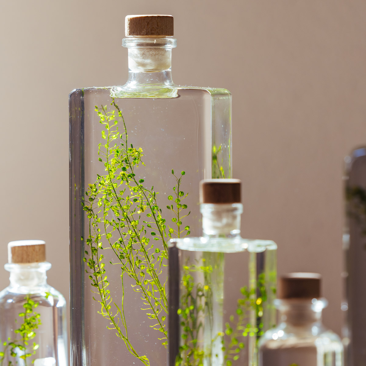 Théophile Herbarium Lepidium Vert plante immergée déco