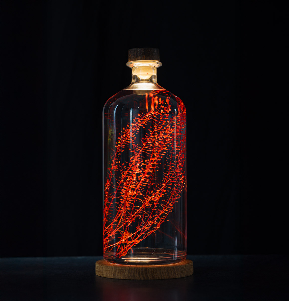 Théophile Berthon Herbarium XL lepidium rouge 3L immergée