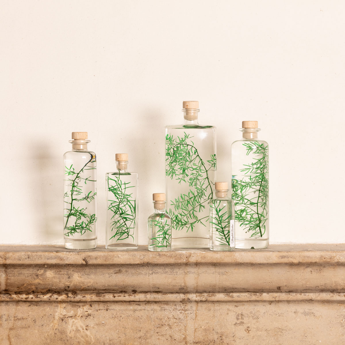 Théophile Berthon Plantes Immergées herbarium asparagus vert